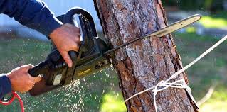 How Our Tree Care Process Works  in  Smithville Sanders, IN