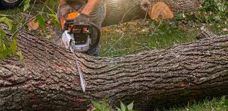 Leaf Removal in Smithville Sanders, IN