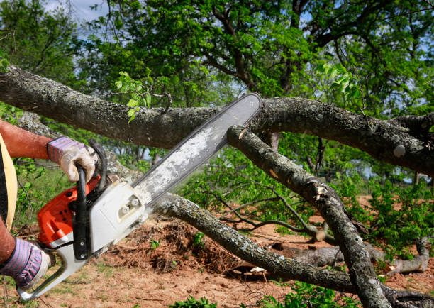 Best Tree Cabling and Bracing  in Smithville Sanders, IN